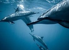 开云体育数据分析：用数据点亮赛场与商业的双轮驱动